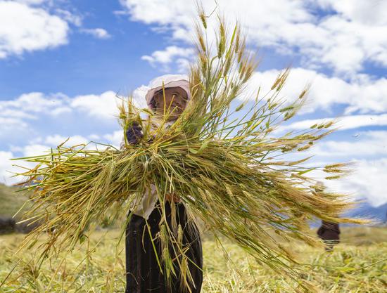 A farmer harvests highland barley in Kangsar Village, Qamdo City of southwest China's Tibet Autonomous Region, Sept. 10, 2020. (Xinhua/Purbu Zhaxi)